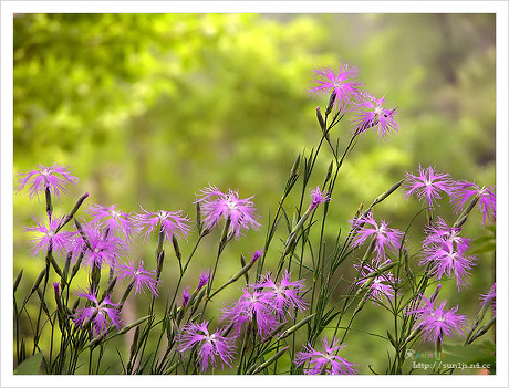 ����ũ��� ����